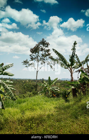 Belize, Punta Gorda, village de san pedro de la Colombie, une vue de la jungle à la ferme de cacao agouti Banque D'Images