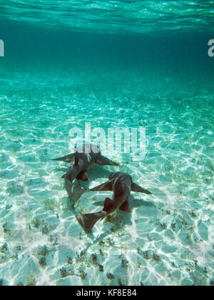 Caye Caulker, Belize, requins nourrice dans la réserve marine de Caye Caulker, requin et Ray Alley Banque D'Images