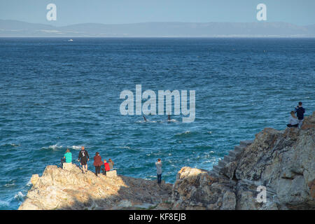 Les gens qui regardent les baleines franches australes, hermanus, Western Cape, Afrique du Sud Banque D'Images