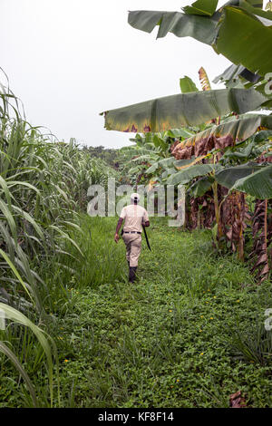 Belize, Punta Gorda, Toledo, vous pourrez participer à une jungle où ils démo mixologie vous être montré comment combiner des ingrédients frais de la ferme avec un arr Banque D'Images