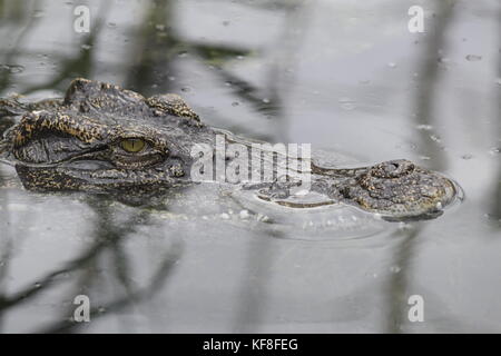 Tête de crocodile dans l'eau Banque D'Images