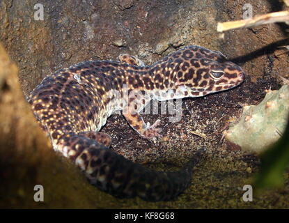 Asian Leopard gecko (Eublepharis macularius), trouvés au Pakistan et en Inde. Banque D'Images