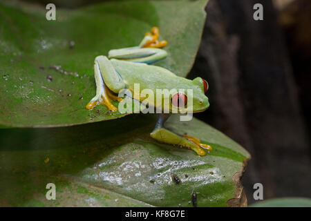 Red-eyed tree frog agalychnis callidryas assis sur leaf wwt uk Banque D'Images