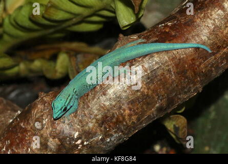 Turquoise tanzanien Dwarf Gecko ou Gecko nain de William (Lygodactylus williamsi ), également Electric Blue Gecko Banque D'Images