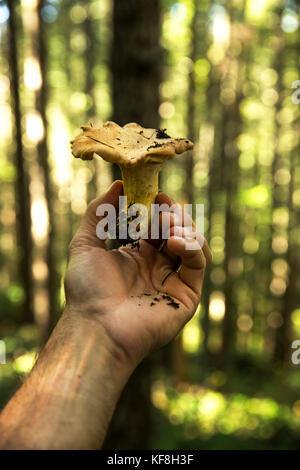 Usa, Ohio, Willamette Valley, une main tient une chanterelle mushrooom blanc dans la chaîne côtière, les montagnes carlton Banque D'Images