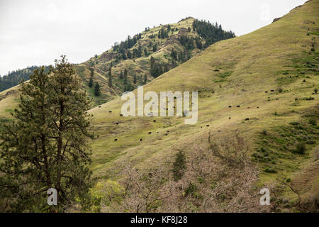 Usa (Oregon), Joseph, le bétail paître sur une colline dans un canyon jusqu'big sheep creek Banque D'Images