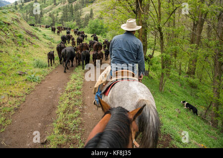 Usa (Oregon), Joseph, cowboy todd nash déplace son bétail de la Wild Horse Creek jusqu'big Sheep Creek à braquer creek Banque D'Images