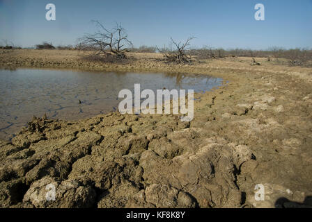 Réservoir des pâturages et du bétail présentant un faible niveau d'eau Banque D'Images