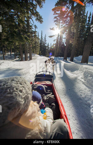 Usa (Oregon, bend, les passagers monter dans la benne tout en étant tiré autour de mt. Baccalauréat en chiens de traîneau par les Banque D'Images