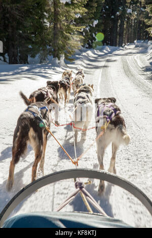 Usa (Oregon, bend, les passagers monter dans la benne tout en étant tiré autour de mt. Baccalauréat en chiens de traîneau par les Banque D'Images