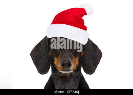 Funny santa claus saucisse teckel chien en vacances de Noël wearing red holiday hat, isolé sur fond blanc Banque D'Images