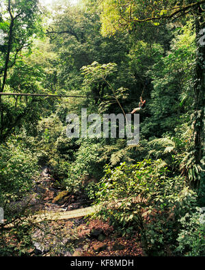 Panama, el Valle, canopy aventure tyrolienne dans la canopée de la jungle, advneture la canopée, l'Amérique centrale Banque D'Images