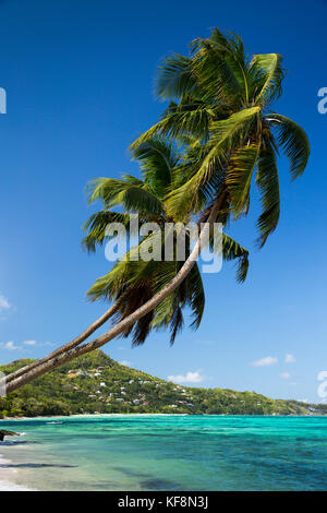 Les Seychelles, Mahe, Anse Royale, palmiers courbant au-dessus de la mer Banque D'Images