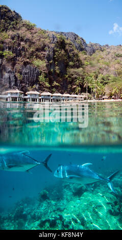 Philippines, Palawan, El Nido, maniloc island, jack les poissons nagent dans les eaux peu profondes à docks de miniloc Island resort, bacuit bay dans la mer de Chine du sud Banque D'Images