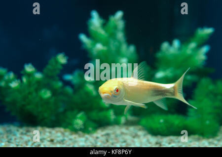 Lonely poissons nageant dans l'aquarium d'accueil Banque D'Images