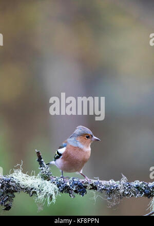 Chaffinch commun debout sur une branche couverte de lichen dans la forêt d'Abernethy près de Loch Garten dans les highlands, Ecosse, Royaume-Uni Banque D'Images