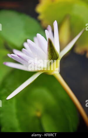 Vietnam, Hue, une fleur de lotus en fleurs à une pagode et monastère Banque D'Images