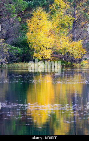 Belles couleurs d'automne sur le paysage avec reflet dans les eaux de lochan mor sur le domaine de Rothiemurchus près d'Aviemore et inverdruie Banque D'Images