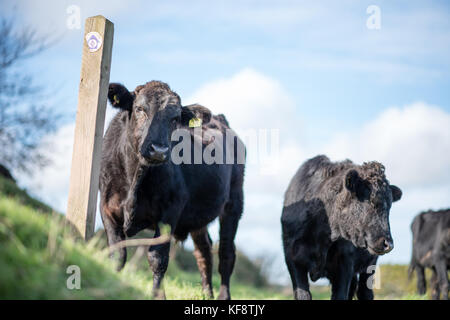 Un troupeau de curieux tagged jeune noir limousin croisés avec des bovins holstein friesian sur un sentier public dans le champ près de Dartmouth Devon, UK Banque D'Images