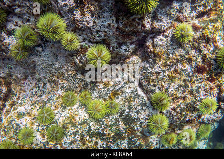 Îles Galapagos, Equateur, sea life vu alors que la plongée dans les eaux au large de l'île Fernandina Banque D'Images