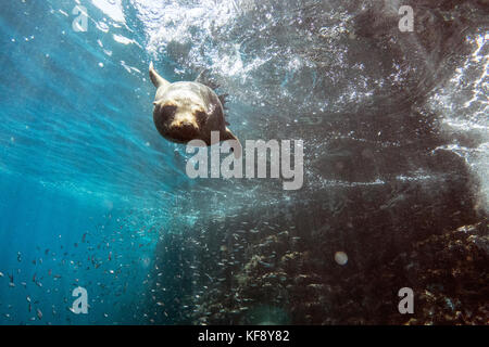 Îles Galapagos, en Équateur, l'île Isabela, Punta vicente roca, lion de mer galapagos repéré alors que la plongée dans les eaux au large de l'île Isabela Banque D'Images