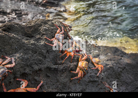 Îles Galapagos, Equateur, tangus cove, Sally Lightfoot les crabes sur les rochers près de l'eau sur le côté nord-ouest de l'île Isabela Banque D'Images