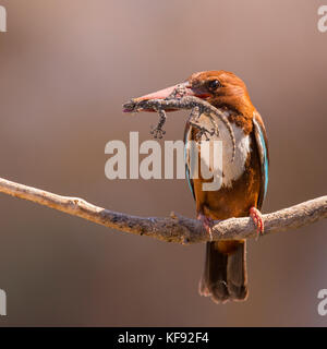 White-throated kingfisher (Halcyon smyrnensis) avec un gecko dans son bec, Néguev, Israël Banque D'Images