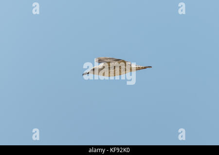 Mouette en vol contre le ciel bleu Banque D'Images