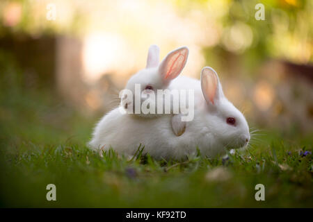 Hotot lapins jouant sur l'herbe Banque D'Images