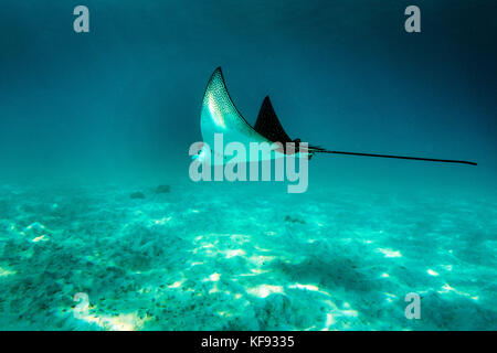 Îles Galapagos, Equateur, Spotted Eagle Ray vu alors que la plongée avec tuba dans les eaux près de South Plaza île au large de la côte de santa cruz se Banque D'Images