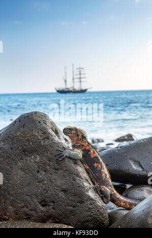 Îles Galapagos, Equateur, Espanola iguanes marins vu tout en explorant autour de Punta Suarez sur l'île d'espanola Banque D'Images