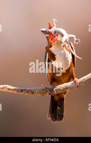 White-throated kingfisher (Halcyon smyrnensis) avec un gecko dans son bec, Néguev, Israël Banque D'Images