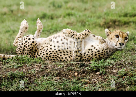 Cheetah ludique roulant dans l'herbe, la zone de conservation de Ngorongoro ou nca est une aire de conservation situé à 180 km à l'ouest d'Arusha dans le cratère high Banque D'Images