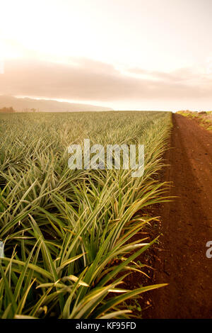 Usa, Oahu, Hawaii, chemin de terre passe par une plantation d'ananas sur la Côte-Nord Banque D'Images