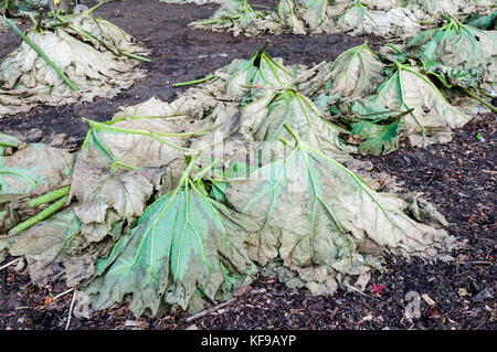 Gunnera leaves coupé et placé au-dessus de l'usine de la couronne à l'automne pour protéger contre le gel. Banque D'Images