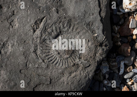 Chasse aux fossiles sur la plage de Lyme Regis, Royaume-Uni. Banque D'Images