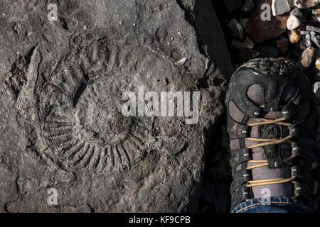 Chasse aux fossiles sur la plage de Lyme Regis, Royaume-Uni. Banque D'Images