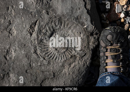 Chasse aux fossiles sur la plage de Lyme Regis, Royaume-Uni. Banque D'Images