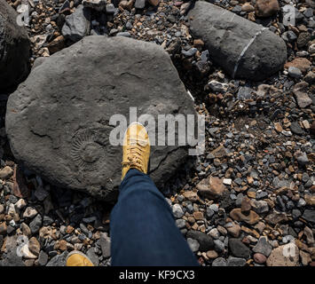 Chasse aux fossiles sur la plage de Lyme Regis, Royaume-Uni. Banque D'Images