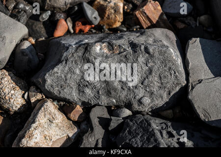 Chasse aux fossiles sur la plage de Lyme Regis, Royaume-Uni. Banque D'Images