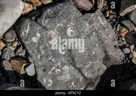 Chasse aux fossiles sur la plage de Lyme Regis, Royaume-Uni. Banque D'Images