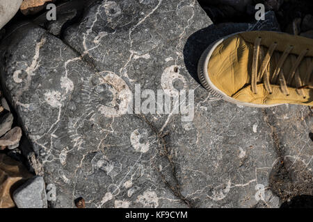 Chasse aux fossiles sur la plage de Lyme Regis, Royaume-Uni. Banque D'Images