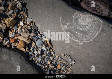 Chasse aux fossiles sur la plage de Lyme Regis, Royaume-Uni. Banque D'Images