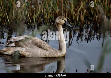 Une cygnet mute swan (jeunes) dans l'eau à la réserve RSPB Minsmere près de Sternfield, Suffolk, UK. Banque D'Images