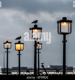 Un tir de mouettes assis au-dessus d'un lampadaire. Banque D'Images