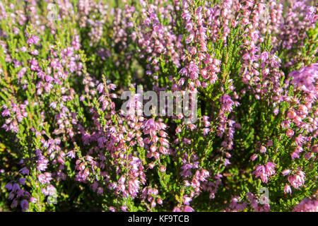 Bruyère commune(Calluna vulgaris). close up. Banque D'Images