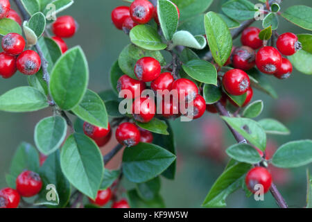 Baies rouges de Cotoneaster vilmorinianus, fruits sur branche, arbustes en automne baies de Cotoneaster Banque D'Images