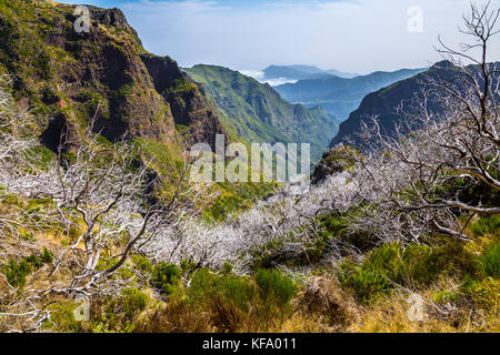 Arbres blancs endommagés par le feu le long de la route de randonnée de Pico do Arieiro à Pico Ruivo, Madère, Portugal Banque D'Images