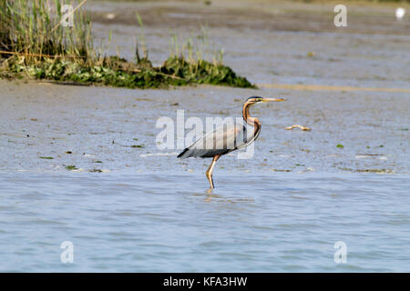 Héron pourpre fermer jusqu'à partir de la rivière Po lagoon, Italie. Des oiseaux migrateurs. Nature italienne Banque D'Images