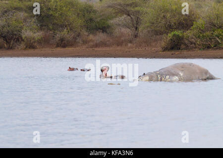 Hippo morts sur l'étang du parc national Kruger. Safari et la faune, l'Afrique du Sud. Animaux d'Afrique Banque D'Images